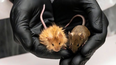 In this Feb 2025 photo provided by Colossal Biosciences are genetically edited mice with long, thick, woolly hair at a lab in Dallas, Texas.