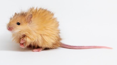 In this Feb 2025 photo provided by Colossal Biosciences are genetically edited mice with long, thick, woolly hair at a lab in Dallas, Texas.