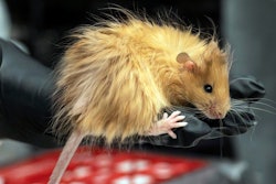 In this Feb 2025 photo provided by Colossal Biosciences a genetically edited mouse with long, thick, woolly hair at a lab in Dallas, Texas.