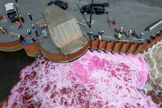Pink dye is released into Tufts Cove along Halifax Harbour in Nova Scotia, Aug. 10, 2023.