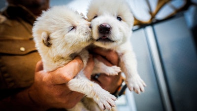 This undated photo provided by Colossal Biosciences shows two pups that were genetically engineered with similarities to the extinct dire wolf.