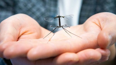 The Harvard RoboBee with crane fly-inspired legs.