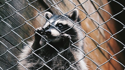 Raccoon I Stock 2168164444