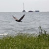 A pelican flies over new marsh grass in front of a state-initiated dredging project near East Grand Terre Island, where the Gulf of Mexico meets Barataria Bay along the Louisiana coast, Aug. 10, 2010.