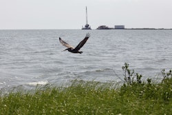 A pelican flies over new marsh grass in front of a state-initiated dredging project near East Grand Terre Island, where the Gulf of Mexico meets Barataria Bay along the Louisiana coast, Aug. 10, 2010.