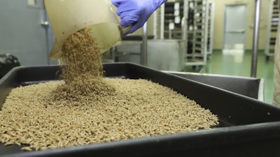 In this Jan. 2024 photo provided by The Panama-United States Commission for the Eradication and Prevention of Cattle Screwworms (COPEG), a worker drops New World screwworm fly larvae into a tray at a facility that breeds sterile flies in Pacora, Panama.