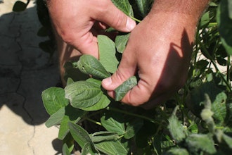 A farmer shows soybean plants damaged by dicamba in Marvell, Ark., July 11, 2017.