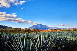 An agave field in Tepic Nayarit, Mexico.