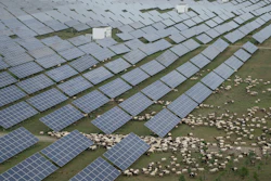 Tibetan sheep graze at a solar farm in Hainan prefecture of western China's Qinghai province on Tuesday, July 1, 2025.