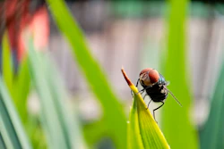 Cochliomyia hominivorax, the New World screwworm fly.