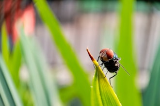 Cochliomyia hominivorax, the New World screwworm fly.