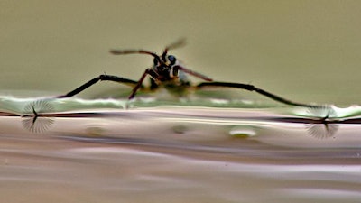 Rhagovelia water strider showing fans.