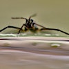 Rhagovelia water strider showing fans.