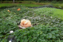 A measuring tape encircles Tony Scott's pumpkin he grew in his Wappingers Falls, N.Y., backyard on Sept. 17, 2025.