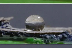 An impervious coating grown by an edible fungus causes water droplets to bead on denim.
