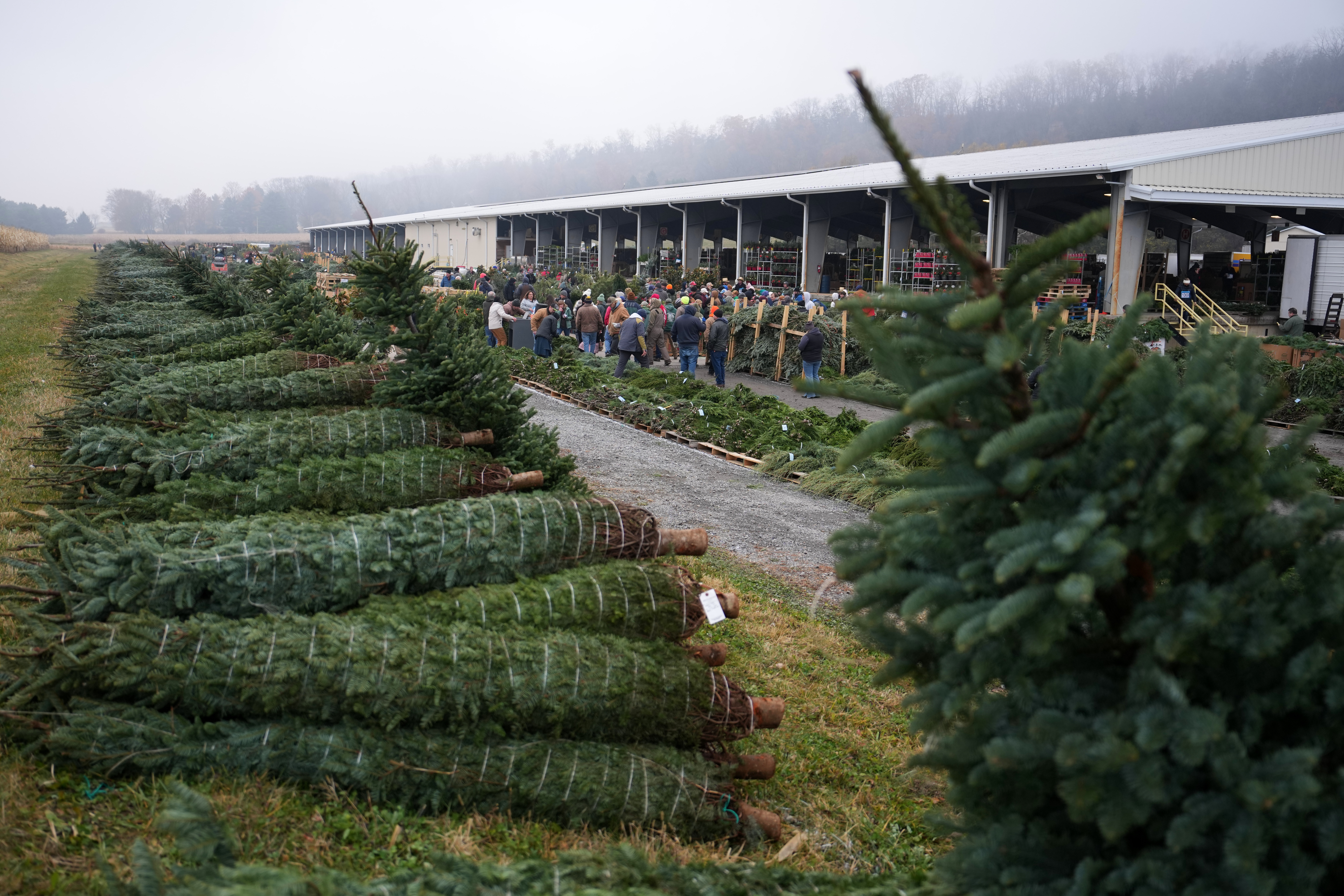 Buyers bid for holiday decorations at Buffalo Valley Produce Auction, Nov. 20, 2025, Mifflinburg, Pa.