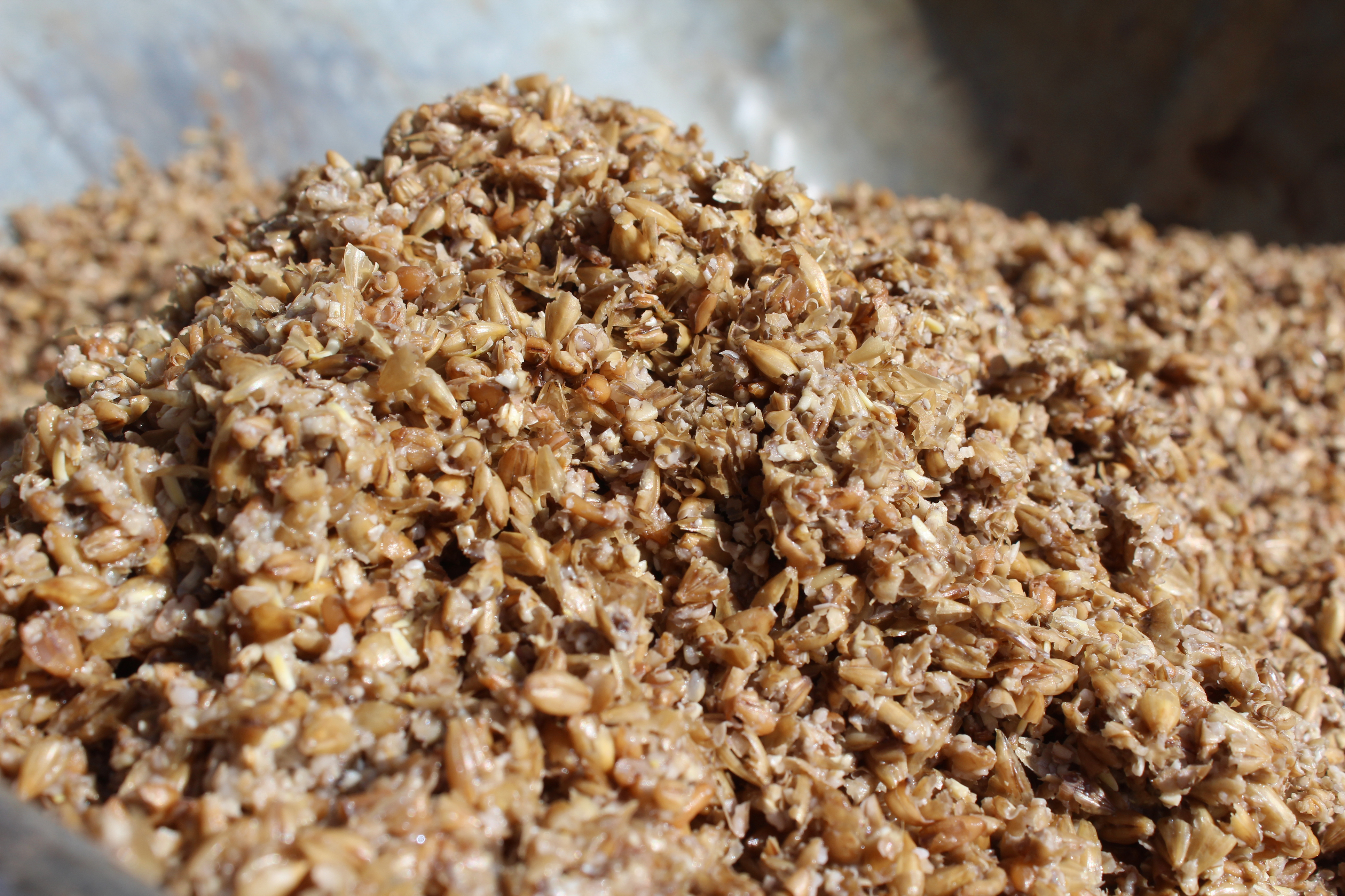 Wet spent malt grains, the leftover product produced during the beer brewing process.