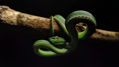 Low Res Gnane 3