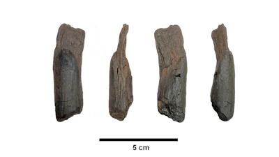 This undated image provided by Katerina Harvati shows various angles of a 430,000 year old wooden tool from Greece.