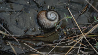 An apple snail in a drainage ditch near a crawfish pond in Kaplan, La., Jan. 21, 2026.