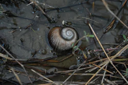 An apple snail in a drainage ditch near a crawfish pond in Kaplan, La., Jan. 21, 2026.