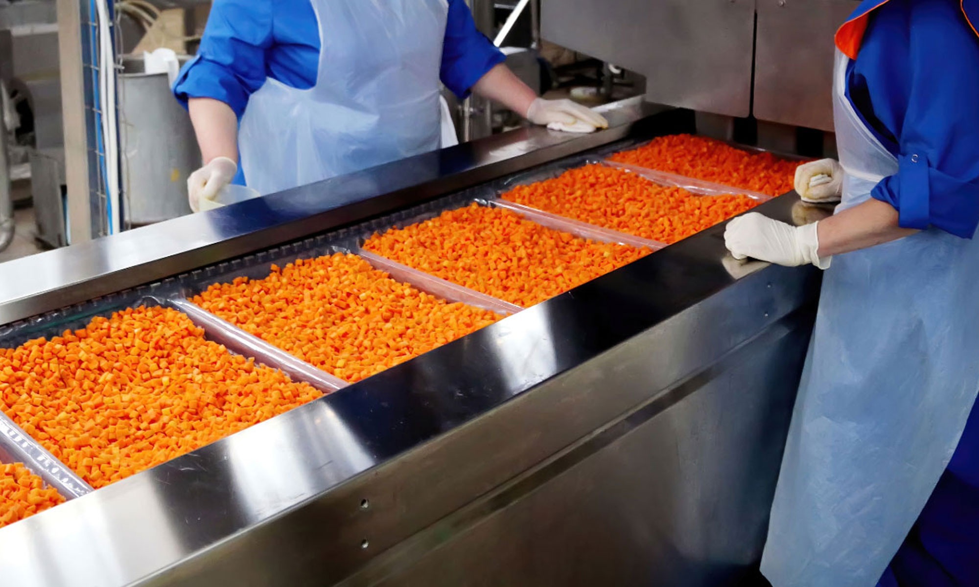 Food processing line with workers sorting bright orange diced vegetables on metal trays