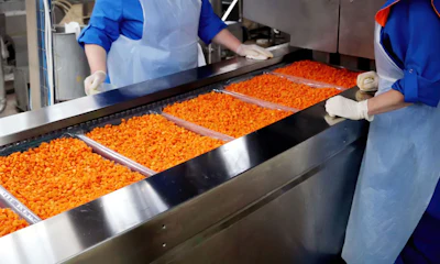 Food processing line with workers sorting bright orange diced vegetables on metal trays