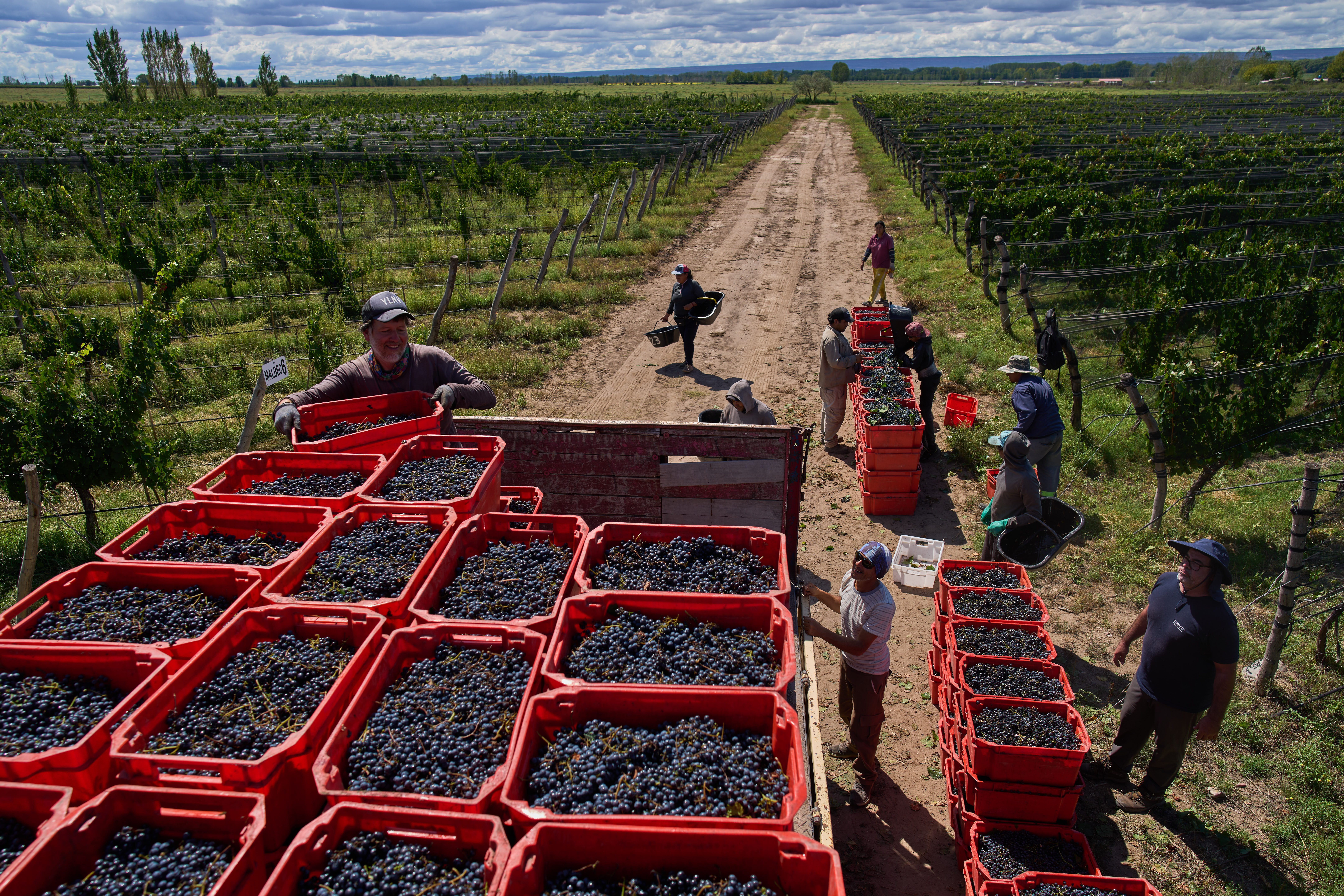 Worker load crates of grapes onto a truck at the Canopus Farm in El Cepillo, Mendoza province, Argentina, Tuesday, March 10, 2026.