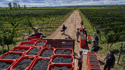 Worker load crates of grapes onto a truck at the Canopus Farm in El Cepillo, Mendoza province, Argentina, Tuesday, March 10, 2026.
