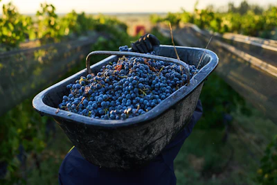 A worker carries a crate of harvested grapes at the Canopus Farm in El Cepillo, Mendoza province, Argentina, Tuesday, March 10, 2026.
