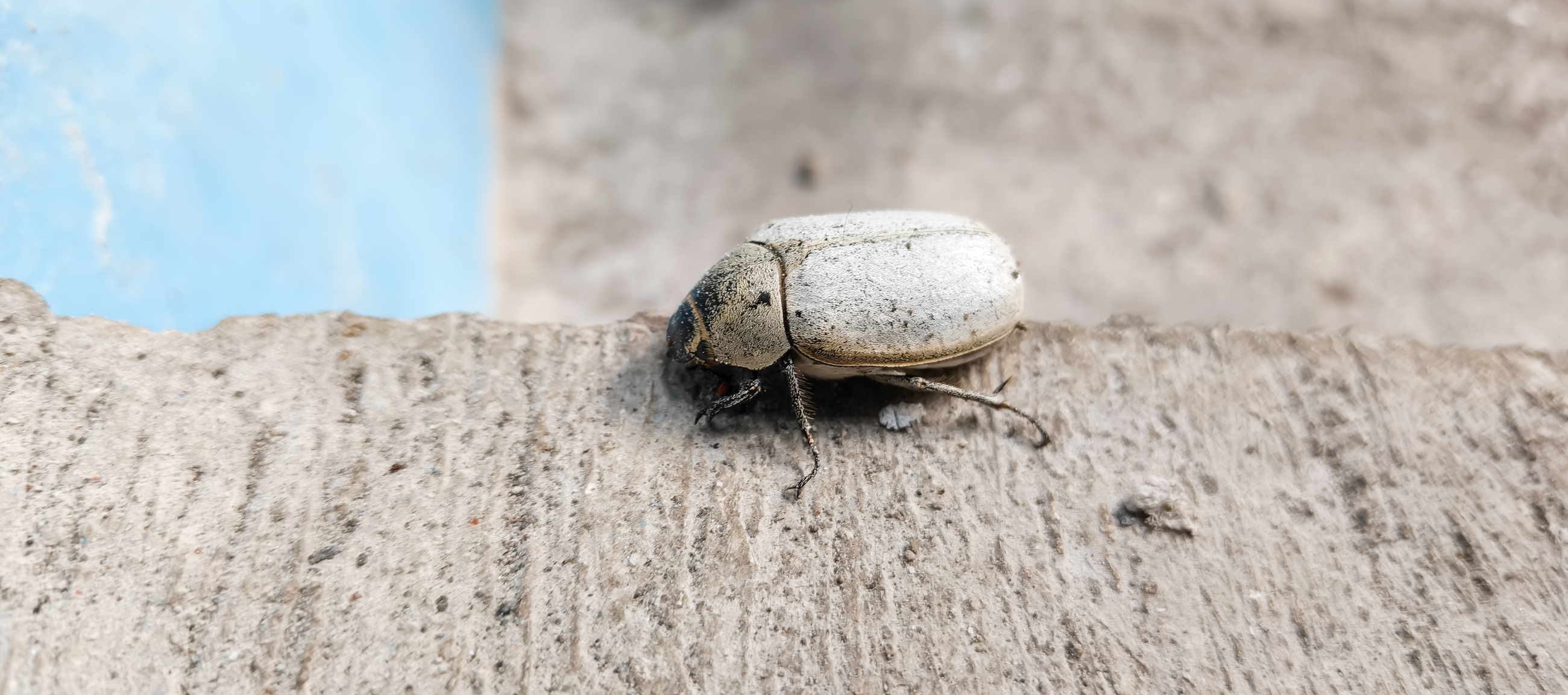 An attempt to mimic the striking white color of Cyphochilus beetles led researchers to a unique discovery.