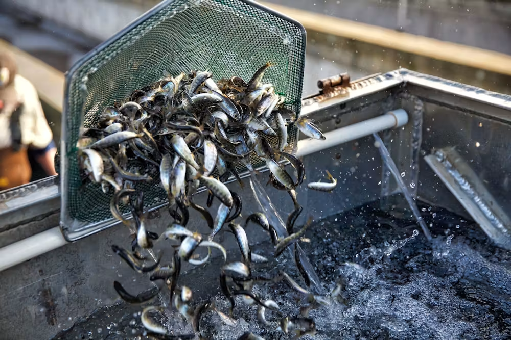 California's Salmon Fishery Reopening After Population Crash, 3-Year Closure