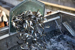 Winter-run juvenile Chinook salmon are prepared for release at the Coleman National Fish Hatchery near Anderson, Calif., on March 2, 2018.