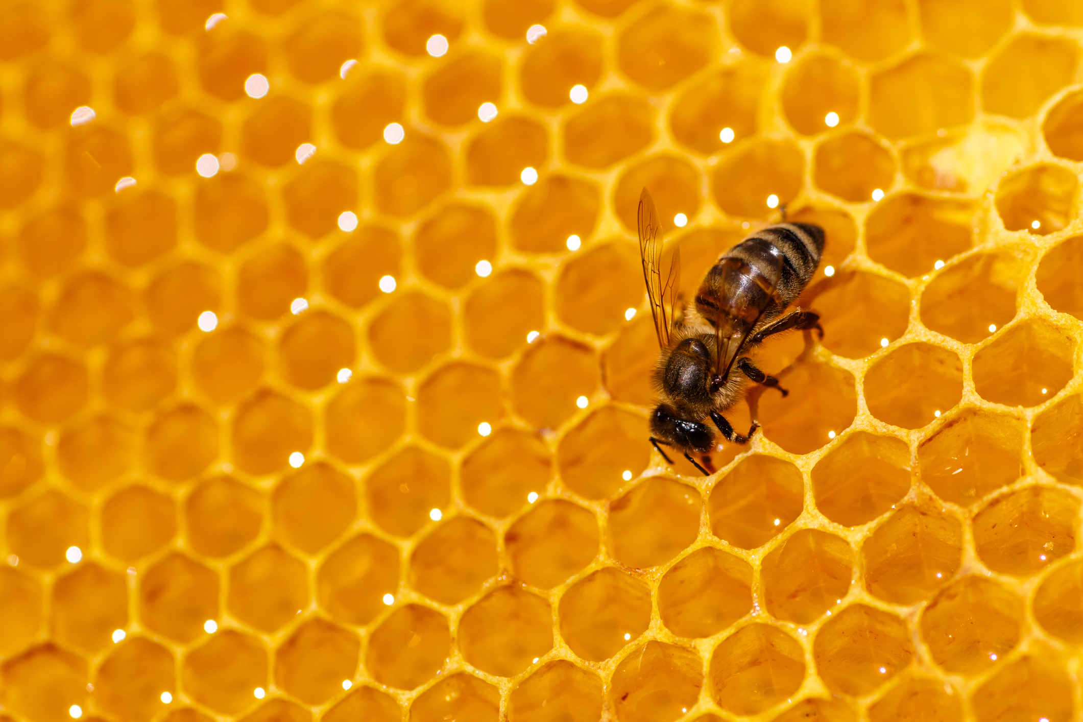 Shutting Down Federal Bee Labs Threatens Bees, Beekeepers and U.S. Food System