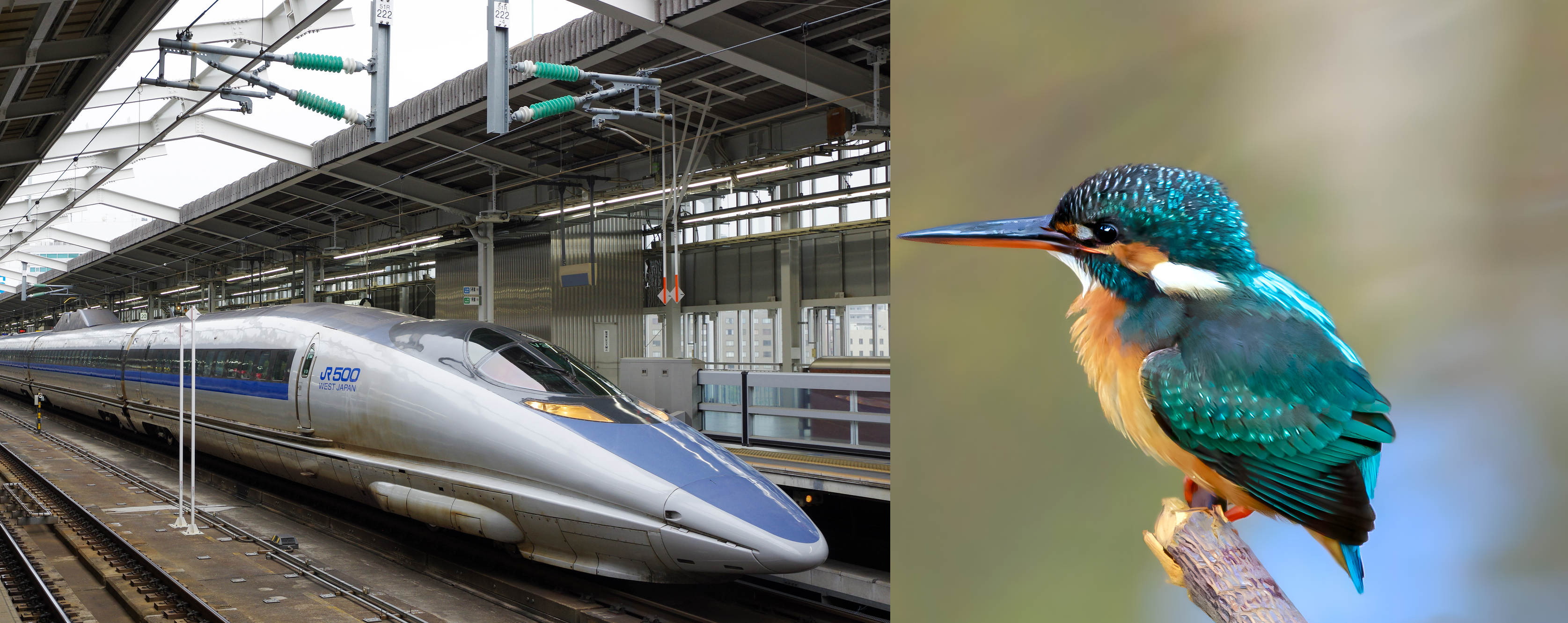 The nose of a Japanese high-speed train resembles a kingfisher&rsquo;s beak.