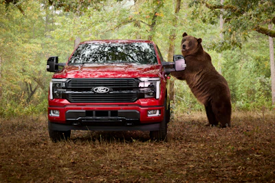 Bear Security 3