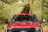 Bear Security 6