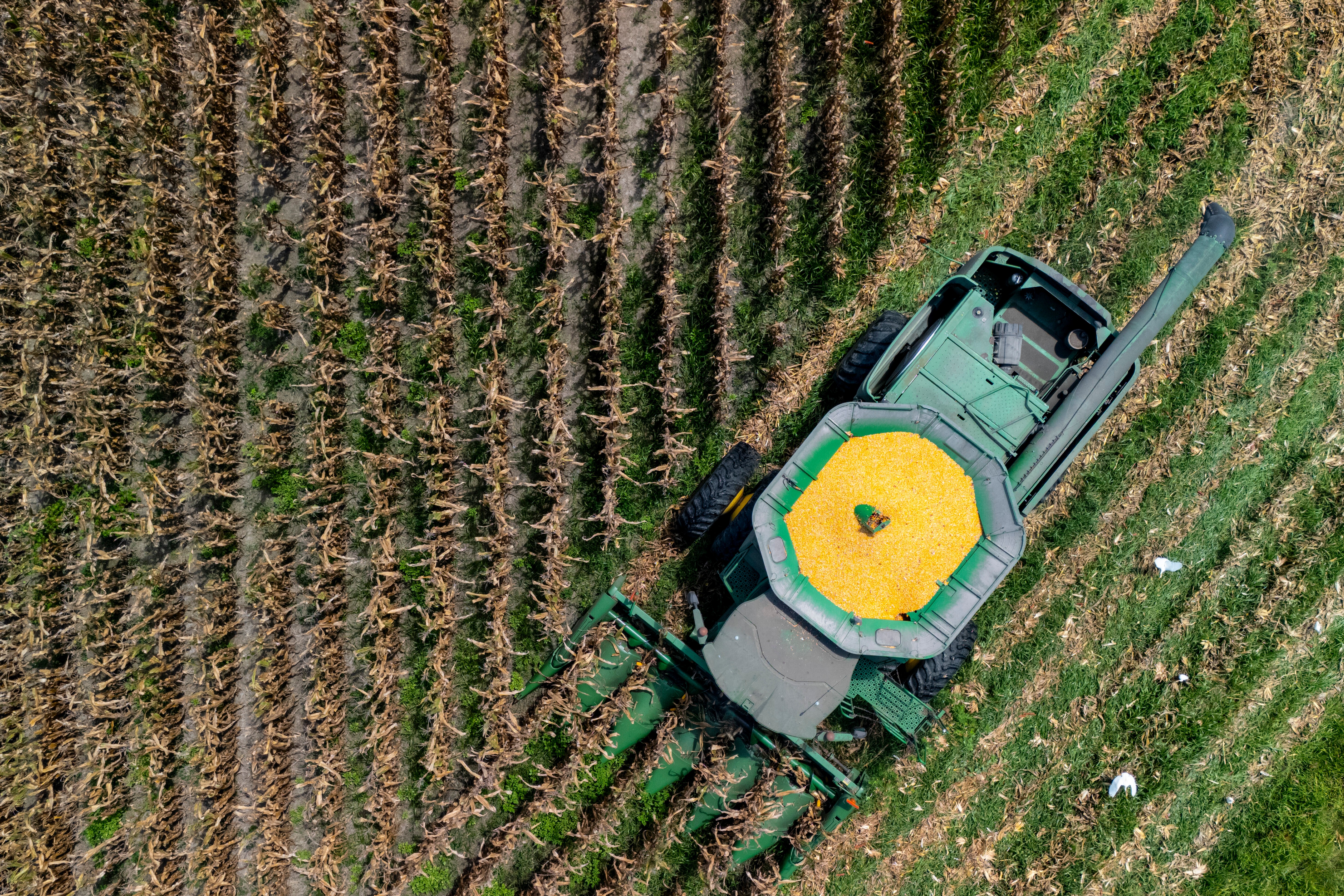A farmer harvests seed corn on July 29, 2025 near Albany, Ga.