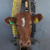 A calf is held in a head gate during veterinary checks at a ranch in Zamora, Mexico, July 28, 2025.