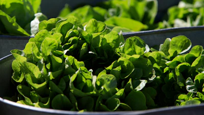 Organic lettuce is displayed in Falls Church, Va., March 11, 2017.