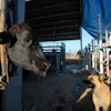 A herding dog waits as a calf is treated during an inspection at a regional cattle ranchers association in Hermosillo, Mexico, Aug. 18, 2026.