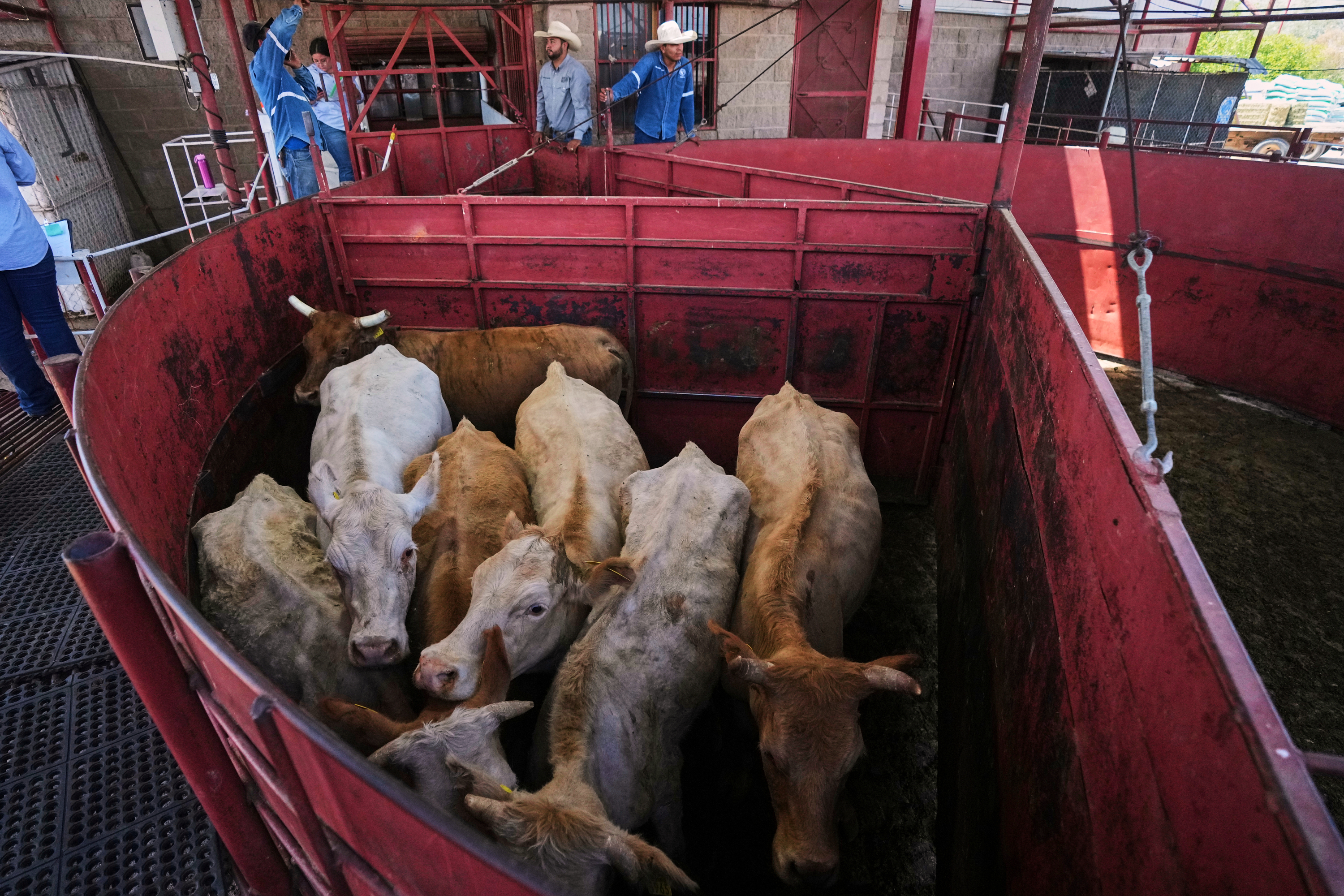 Cows are fenced in before being displayed at a cattle auction in Hermosillo, Mexico, July 29, 2025.