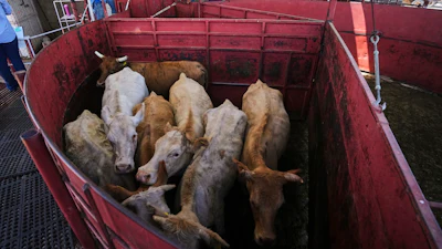 Cows are fenced in before being displayed at a cattle auction in Hermosillo, Mexico, July 29, 2025.