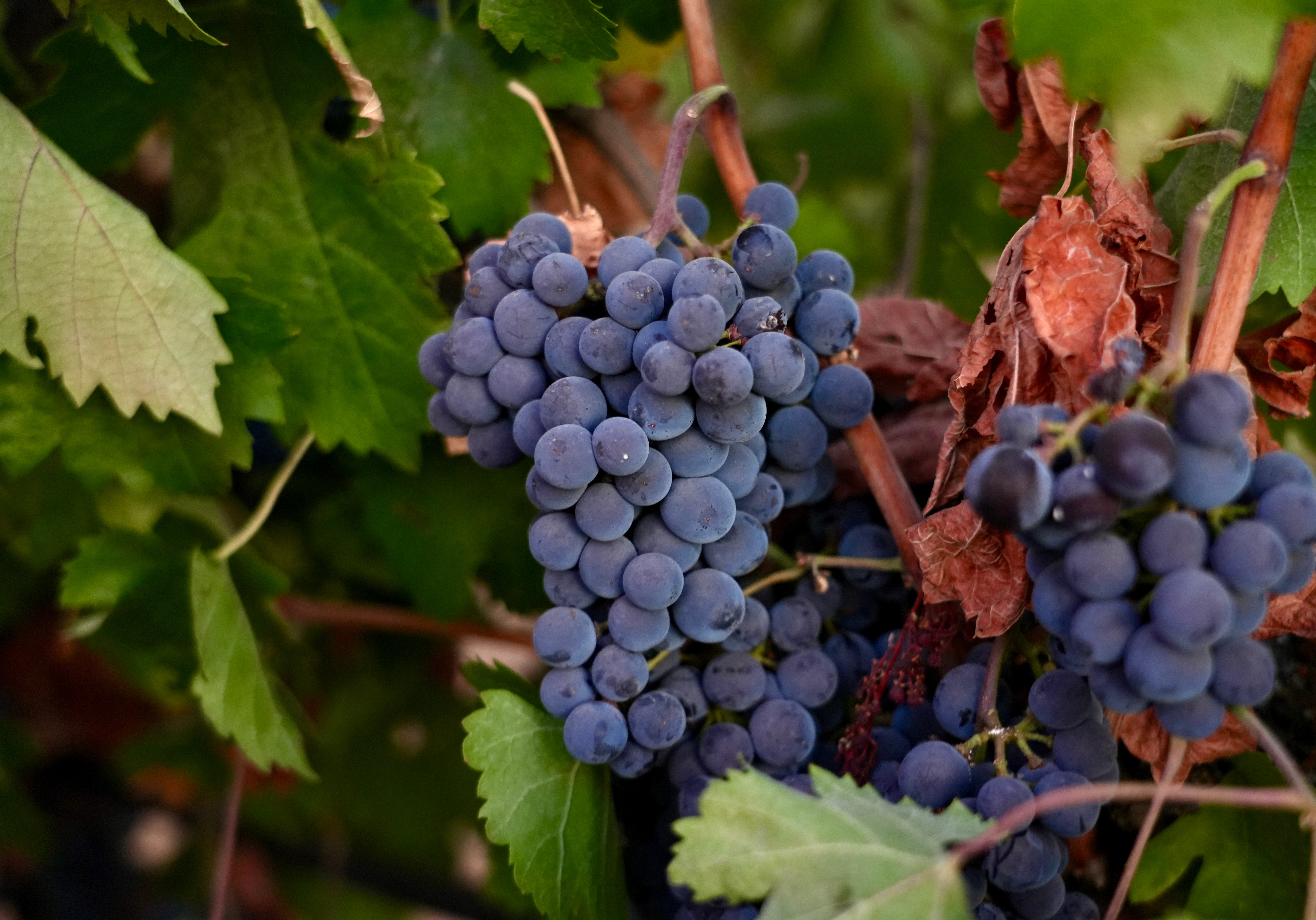 Merlot grapes hang on a vine at Berryhill Family Vineyards in Clements, Calif., Sept. 10, 2026.