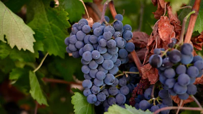 Merlot grapes hang on a vine at Berryhill Family Vineyards in Clements, Calif., Sept. 10, 2026.