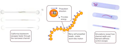 The simulated active filament model uses a filament that acts like a self-propelled chain of beads to imitate how a worm moves through a channel.