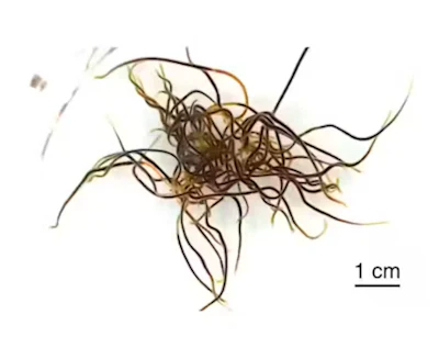 California blackworms intertwine their long, flexible bodies, resembling a tangled bundle of threads or noodles that are constantly moving.
